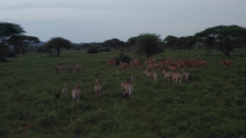 African animals run in herds in the savanna at dusk