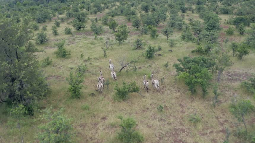Zebras running across a field