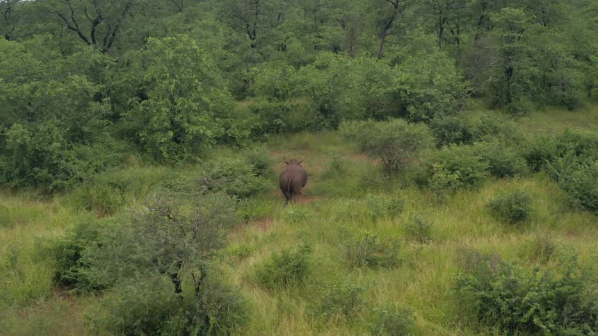 Aerial view of a rhinoceros walking on the savannah grass