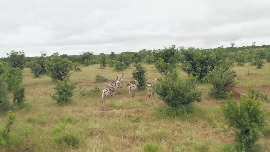 A small herd of zebra running over red dirt and grass past trees and brush