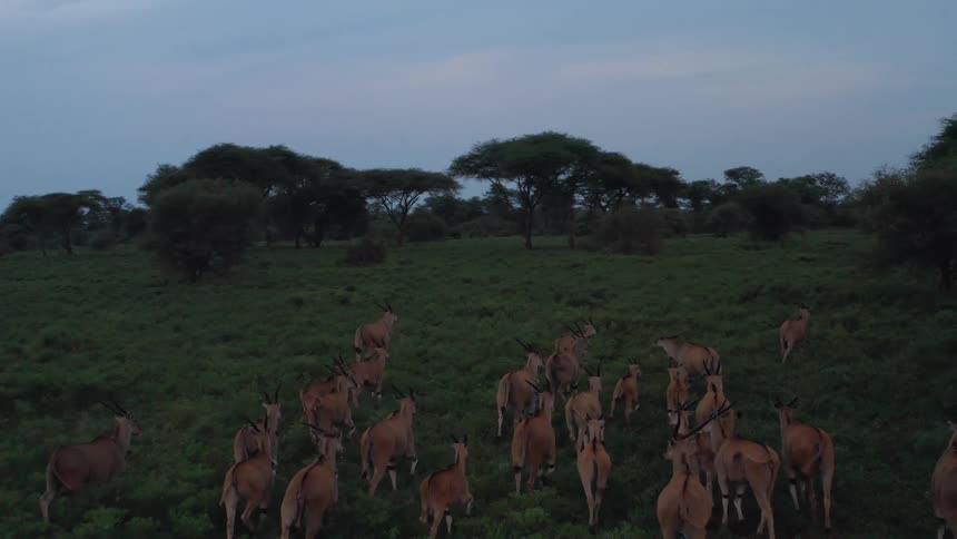 A herd of animals run on the field