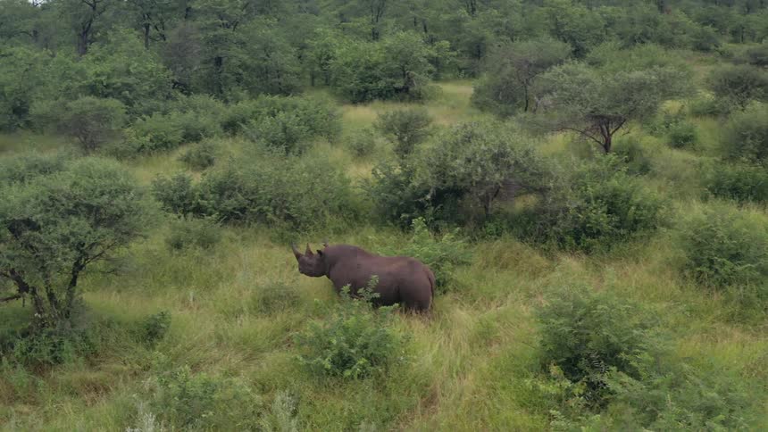 A rhino walking through tall grass grass