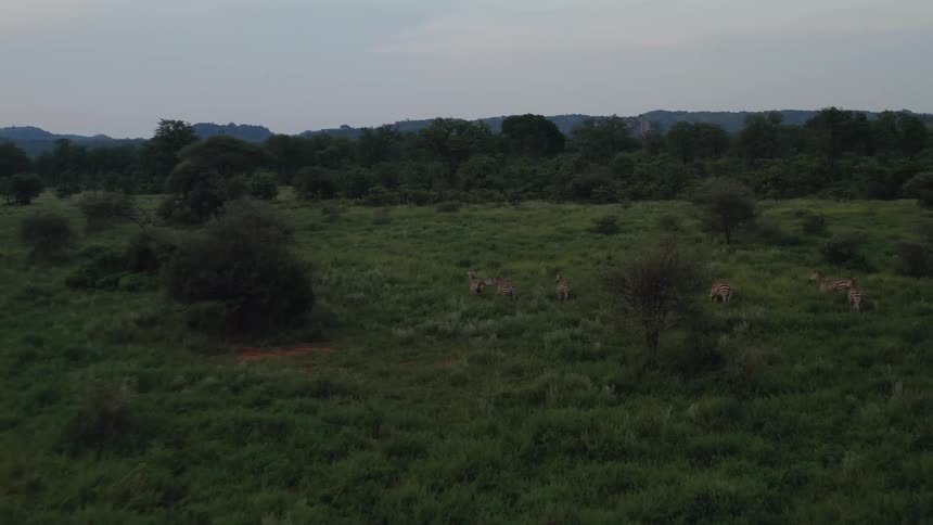 Aerial over a herd of running zebras in a field at dusk