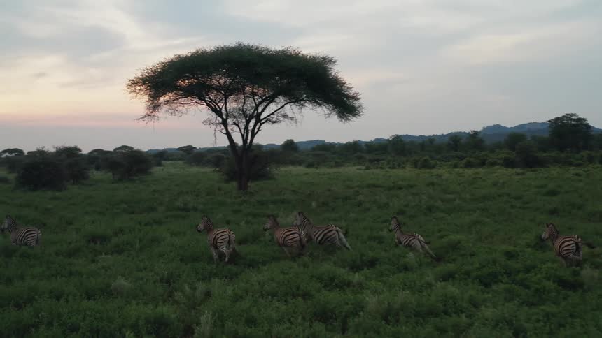 A herd of zebras are running through a field of grass