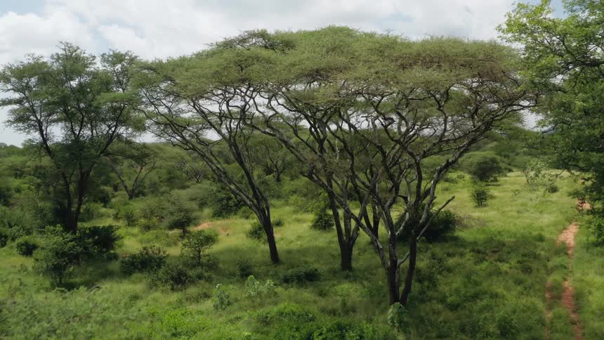 Aerial view of a forest in the african savannah at daytime