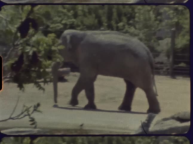 An elephant is walking across the ground and there are trees in the distance
