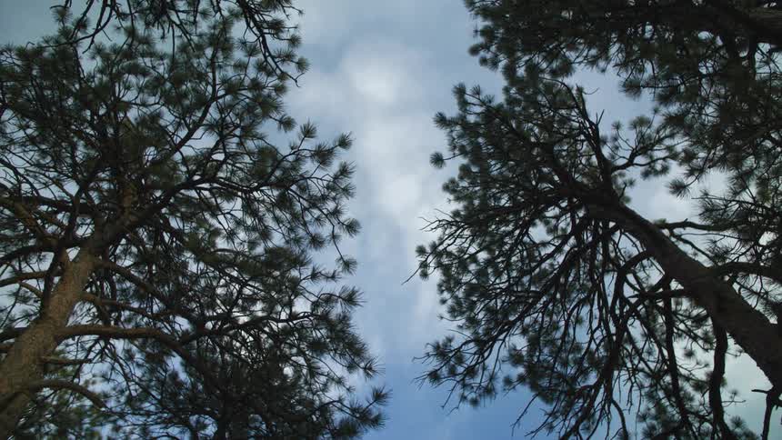 Tall trees loom in the sky in the woods