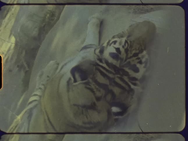 A tiger is sleeping in the sand