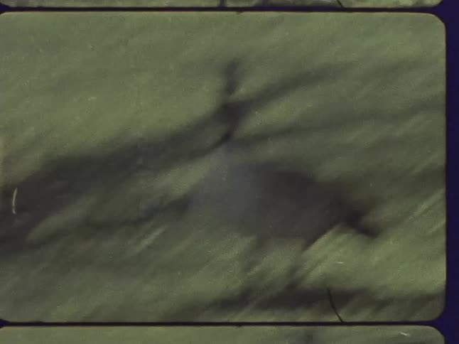 Birds are pecking at the ground