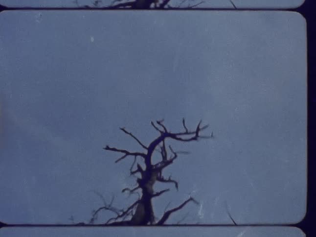 The tree has no leaves