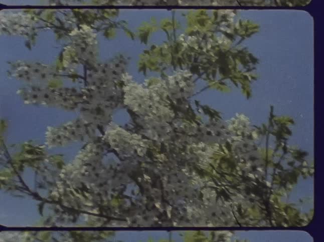 A cherry tree blossoms under a clear blue sky
