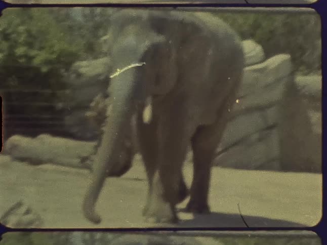 An elephant raising its trunk as it walks in a zoo enclosure