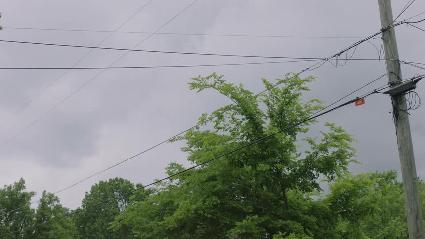 Power lines hang just above the tops of trees