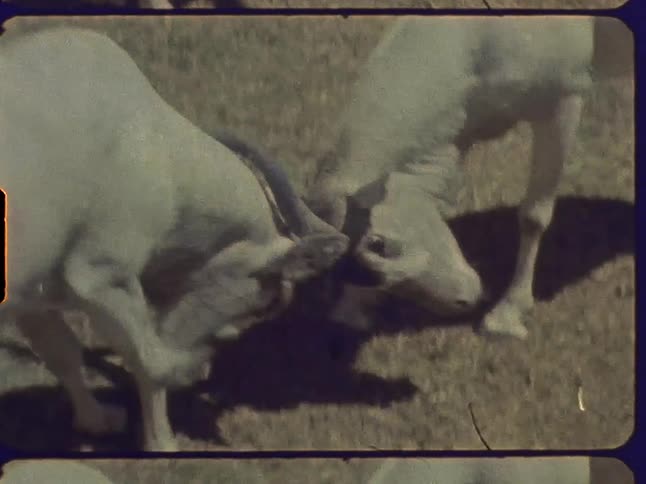 Two animals push against each other with their horns