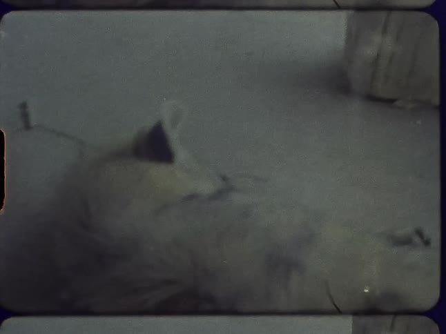 A bear in a zoo puts its head back down on the floor of its enclosure