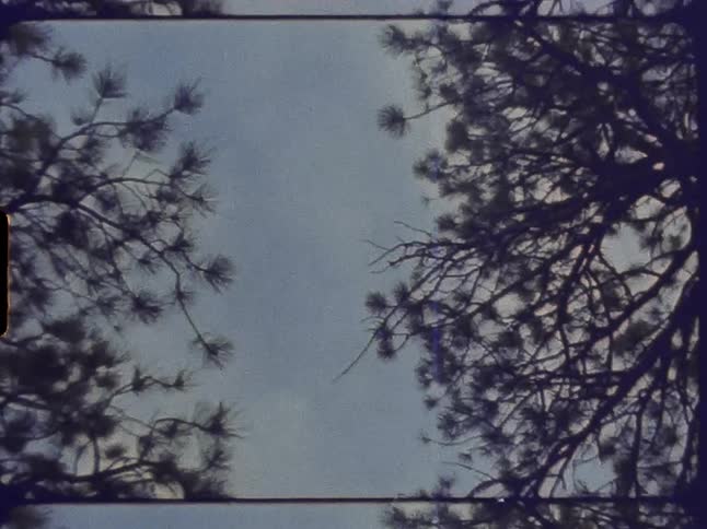 The sky can be seen between the trees