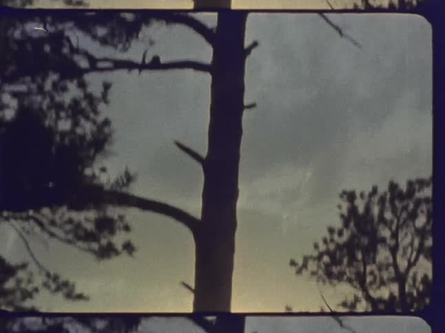The sun is shining directly behind a tall tree in a forest on a mountainside