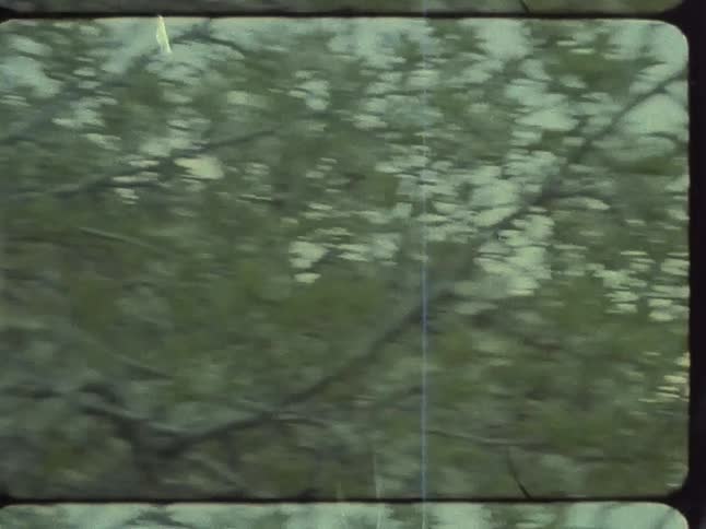 Trees surround a hill in the woods