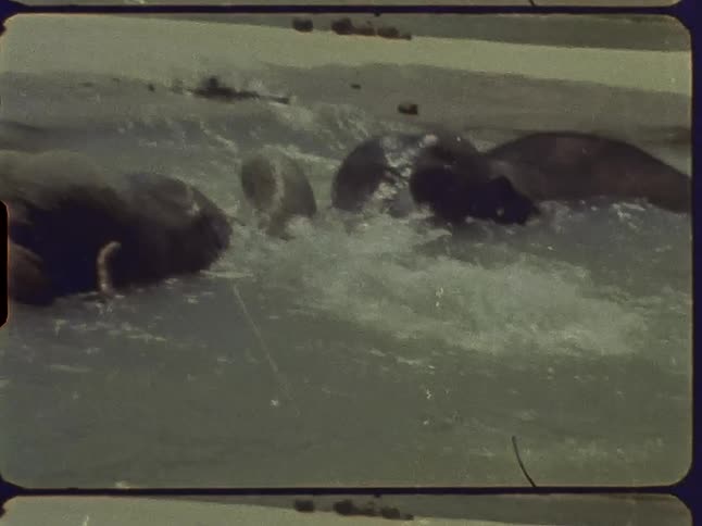 The elephants splash in the water