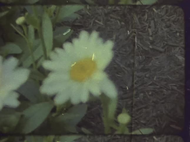 Daisy flowers in a garden