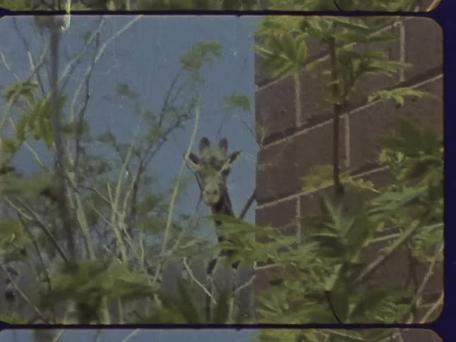 A giraffe peeks out from behind a brick wall at a zoo