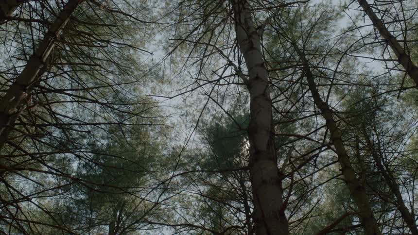 The sun shines through trees in the woods