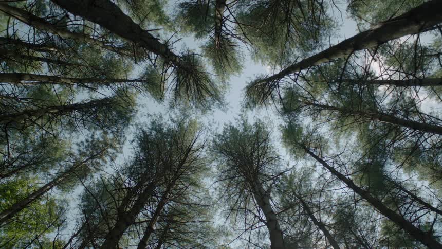 View looking up to the top of many tall trees on a sunny day
