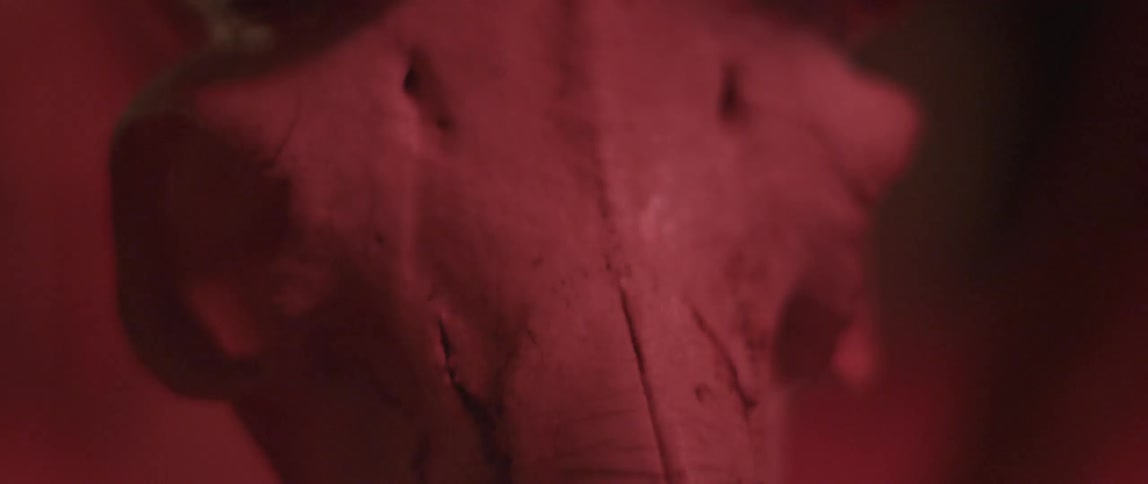 An animal skull under a red light