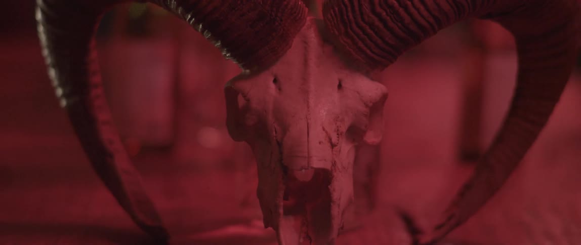 The skull of an animal