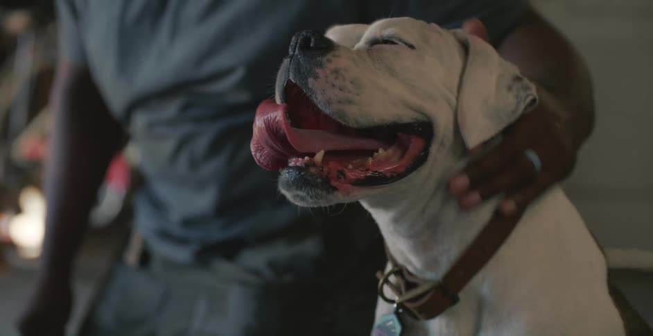 A man is petting his dog