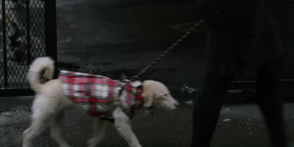A person walking a dog outdoors