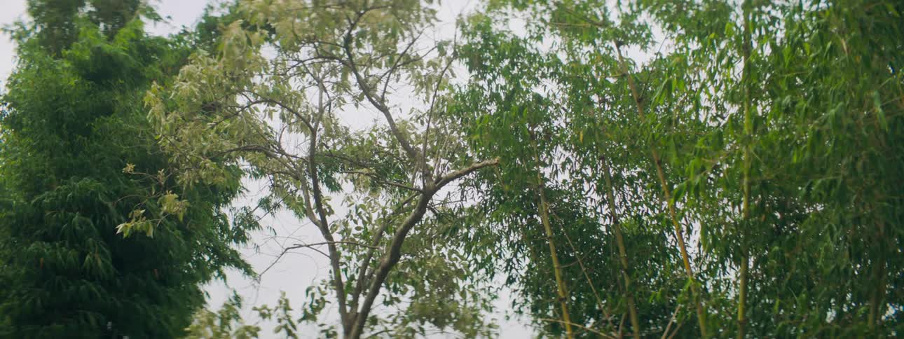Green trees sway in the wind against cloudy sky
