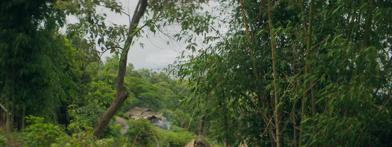Trees in a forest is displayed