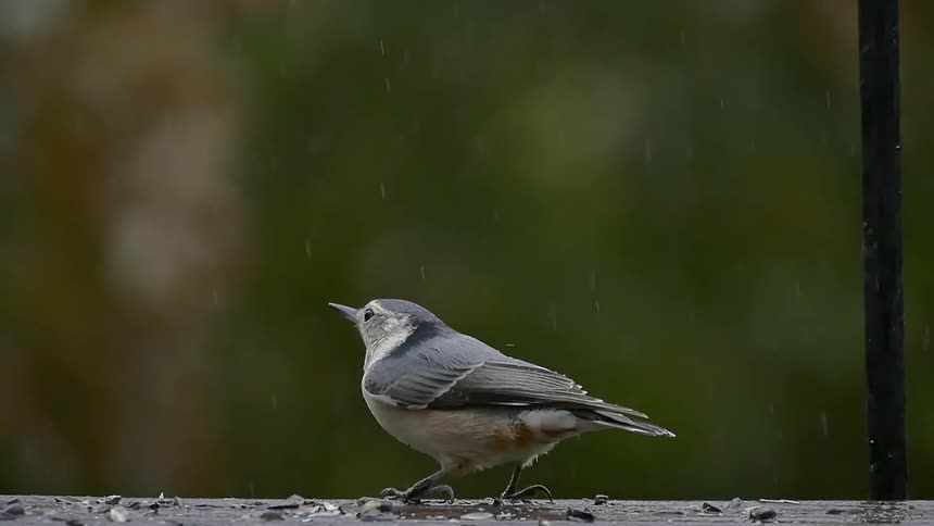 A bird perched on a railing as rain falls