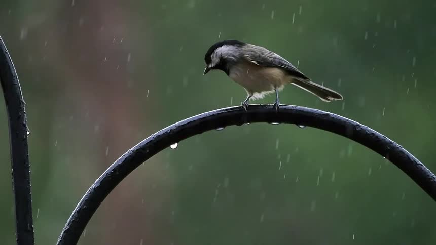 A bird is perched on an iron bar as it rains
