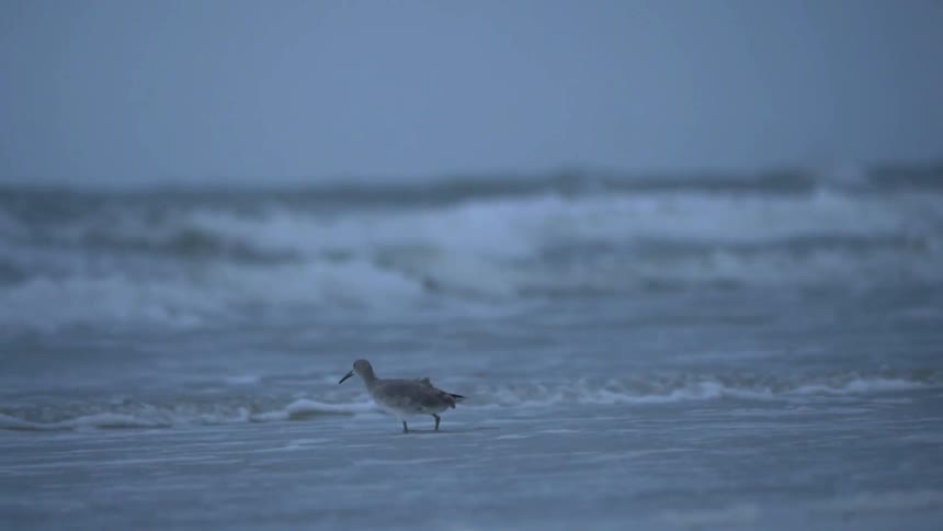 A bird hunts for food while wading in the tide at the beach