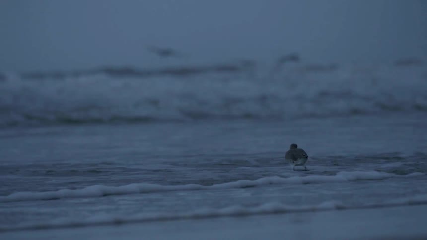A bird walks in the water of a beach