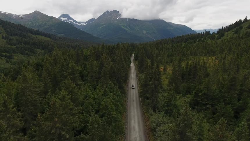 A vehicle drives along a road in a dense pine forest