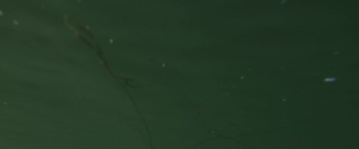 A long black strap floats under the sea