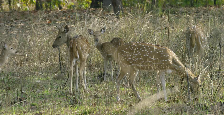 A group of deer are nibbling on grass and interacting during the day