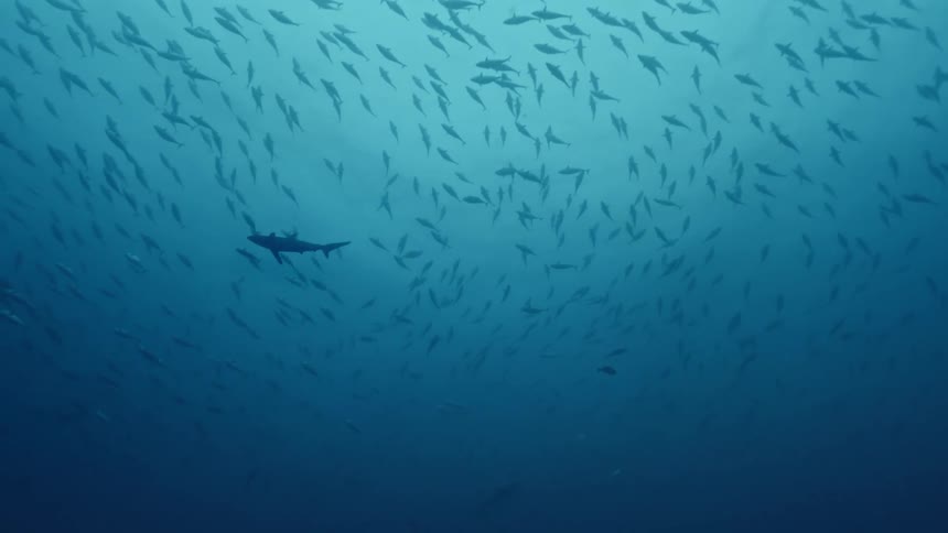 A shark swims among hundreds of fish underwater