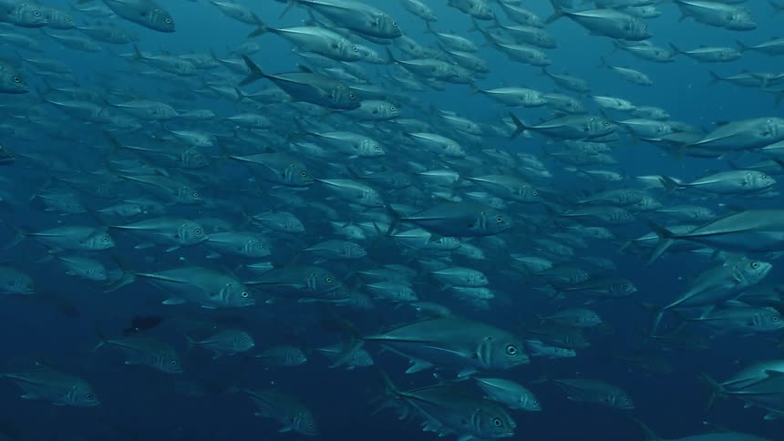 Under water footage of fish swimming in the ocean