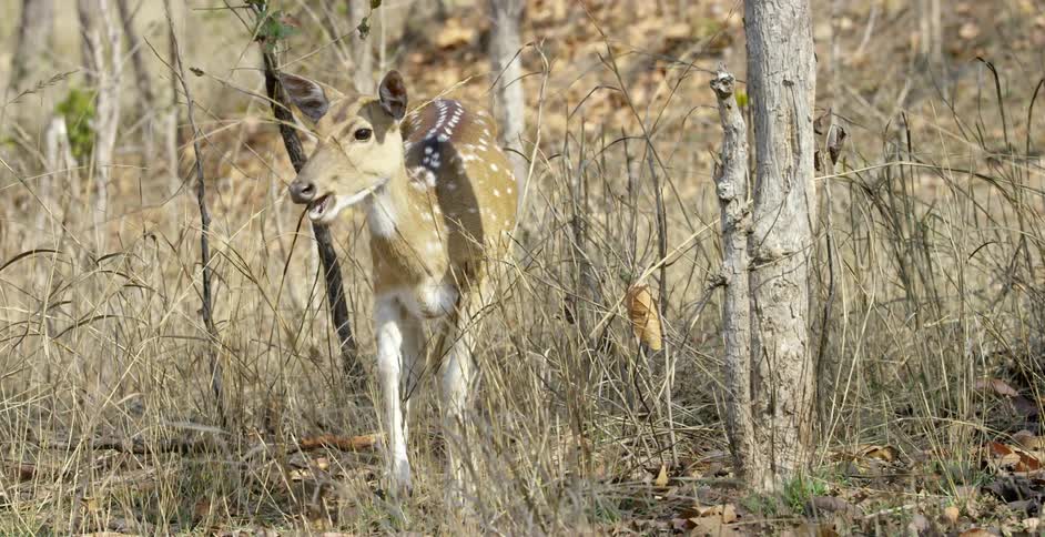 A deer grazing at the foot of a tree