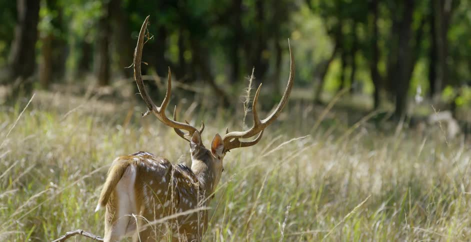 A deer is walking in some tall grass on a sunny day