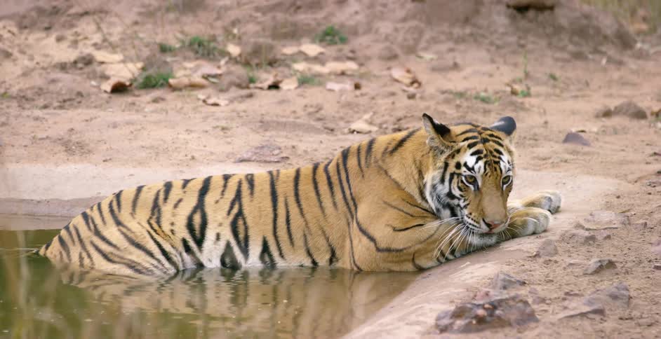 A tiger is resting half his body in the water