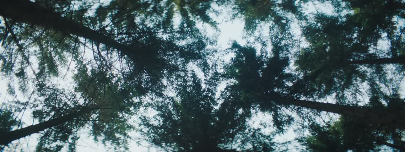 Dense tree leaves obscure the sky in a forest
