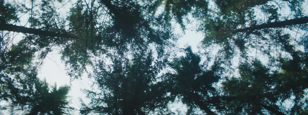 Trees in a forest are displayed during the day