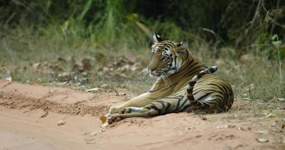 A tiger is lying on the road
