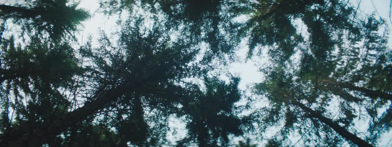 Trees are displayed in a forest