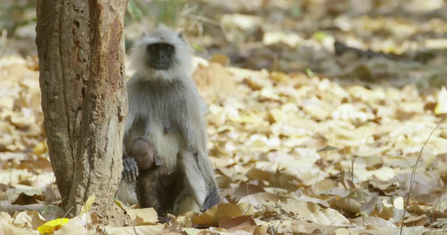 A monkey sitting at the base of a tree